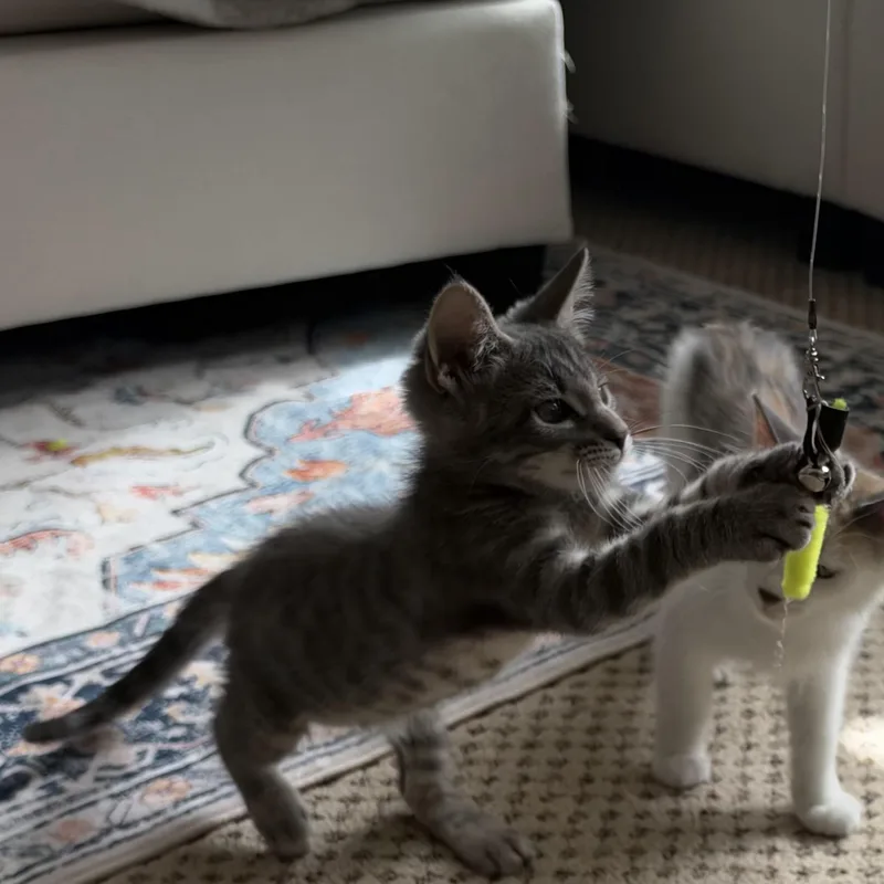 BFFs Pinky & Milo thumbnail 5