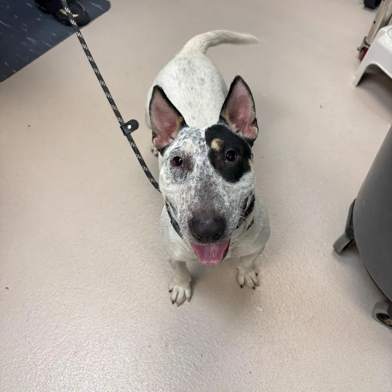 An adult medium-sized female Bull Terrier dog named Judge Judy for adoption in Newark, NJ