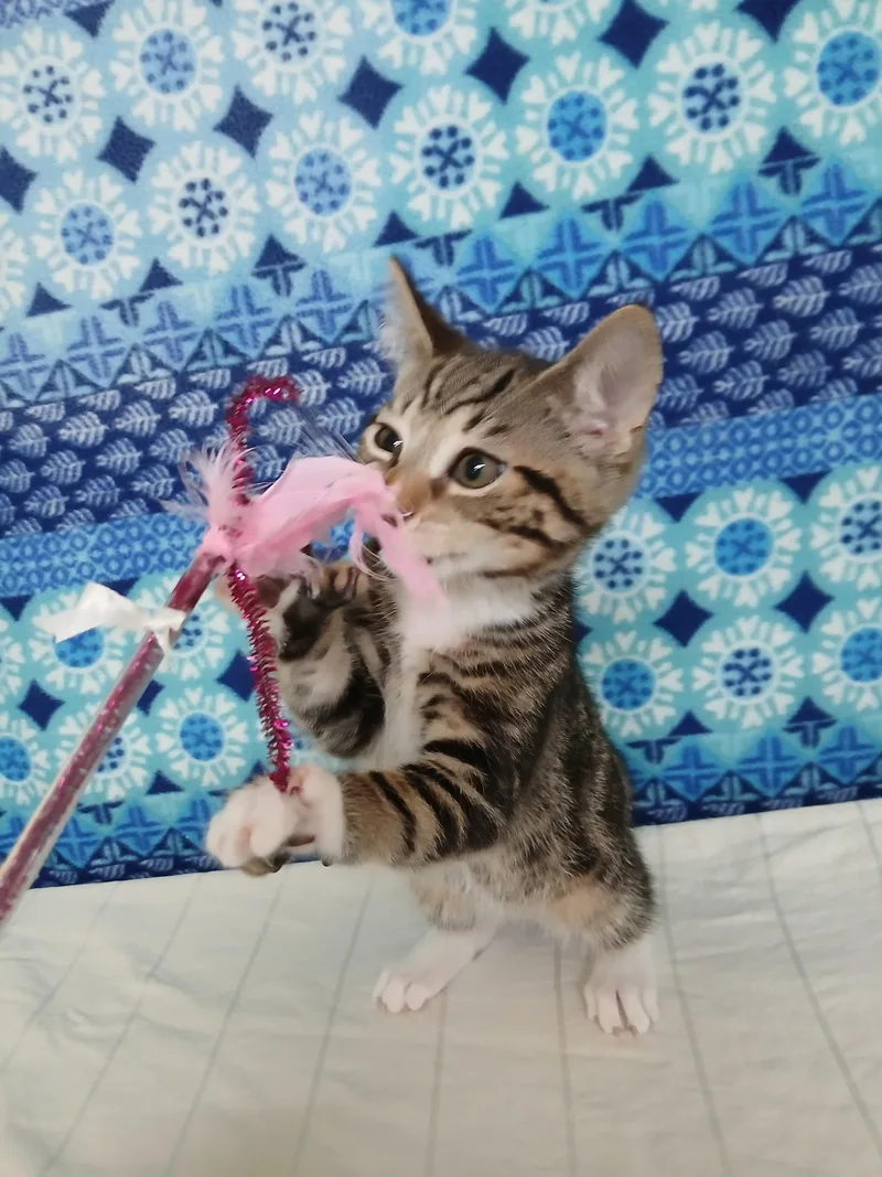 A young medium-sized male Domestic Short Hair cat named Icarus for adoption in Winton, NC