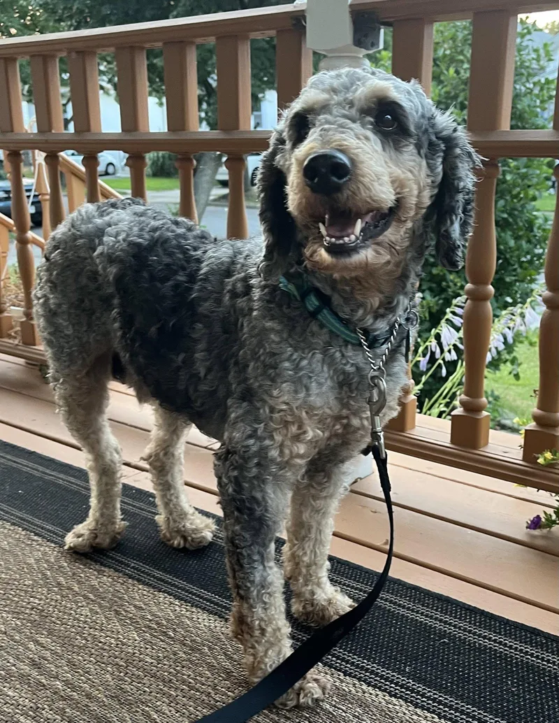 An adult medium-sized male Standard Poodle dog named Baxter for adoption in Tonawanda, NY