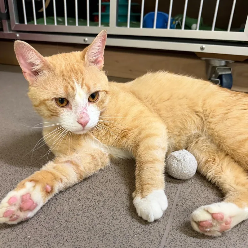 An adult large-sized male Orange / Red Domestic Short Hair cat named Emu for adoption in Middlebury, VT