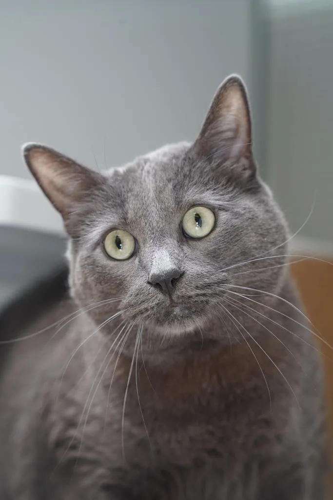 An adult medium-sized male Domestic Short Hair cat named Greywind for adoption in Saint Paul, MN