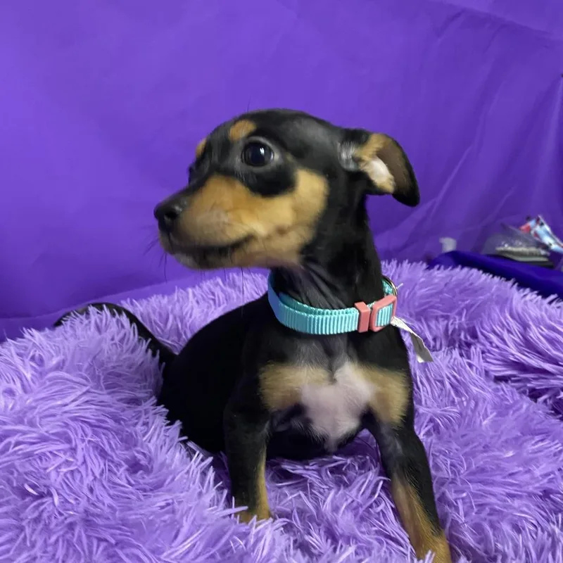 A baby small-sized female Black Miniature Pinscher dog named Groovy for adoption in North Myrtle Beach, SC
