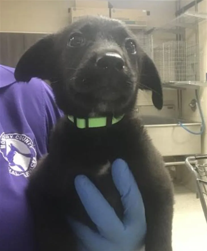 A baby small-sized male Labrador Retriever dog named A for adoption in Conroe, TX