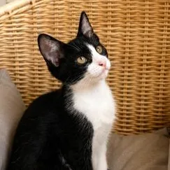 Cleo thumbnail 6