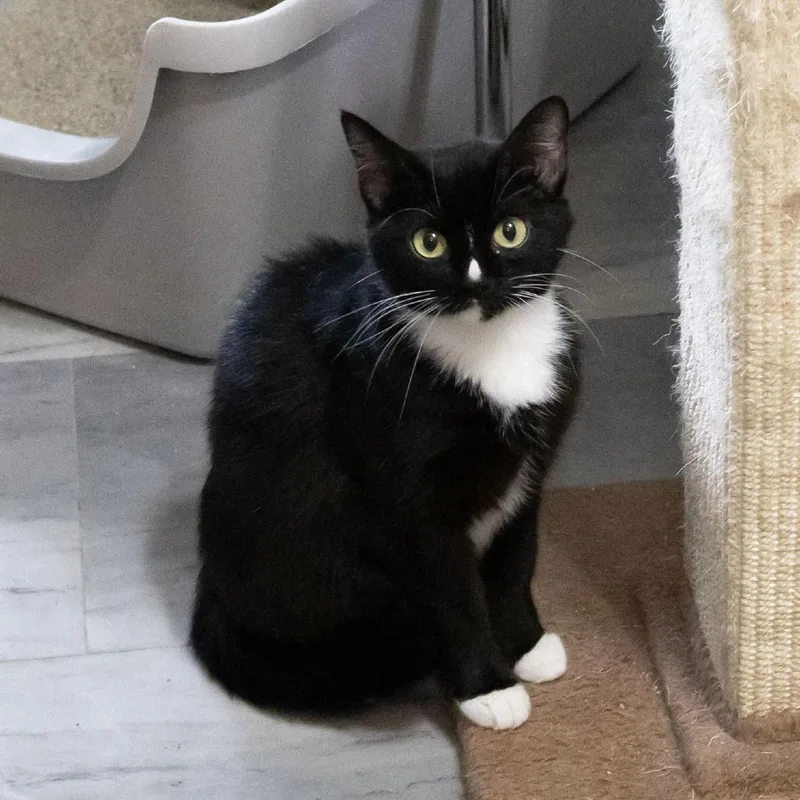 An adult medium-sized female Black Domestic Short Hair cat named Miette for adoption in McKean, PA