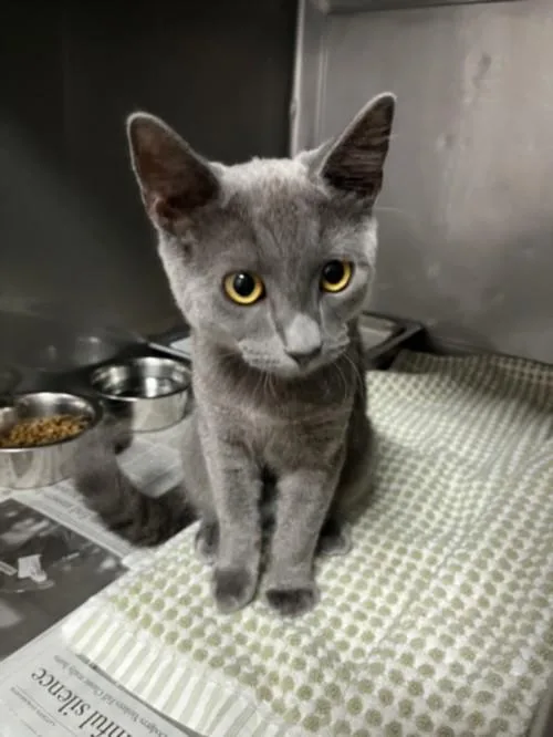 A young medium-sized male Russian Blue cat named Mr. Grey for adoption in Chatsworth, CA