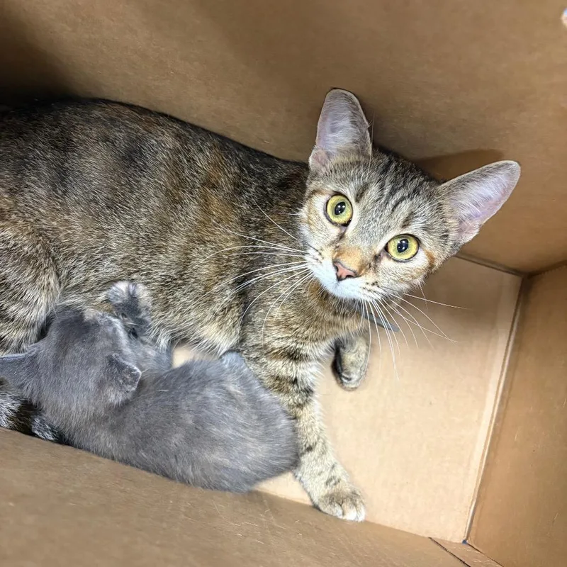 An adult medium-sized female Gray / Blue / Silver Domestic Short Hair cat named Babs for adoption in Greensboro, NC