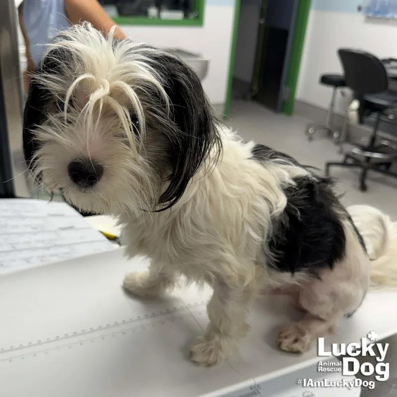 A young small-sized male Shih Tzu dog named Brett for adoption in Washington, DC