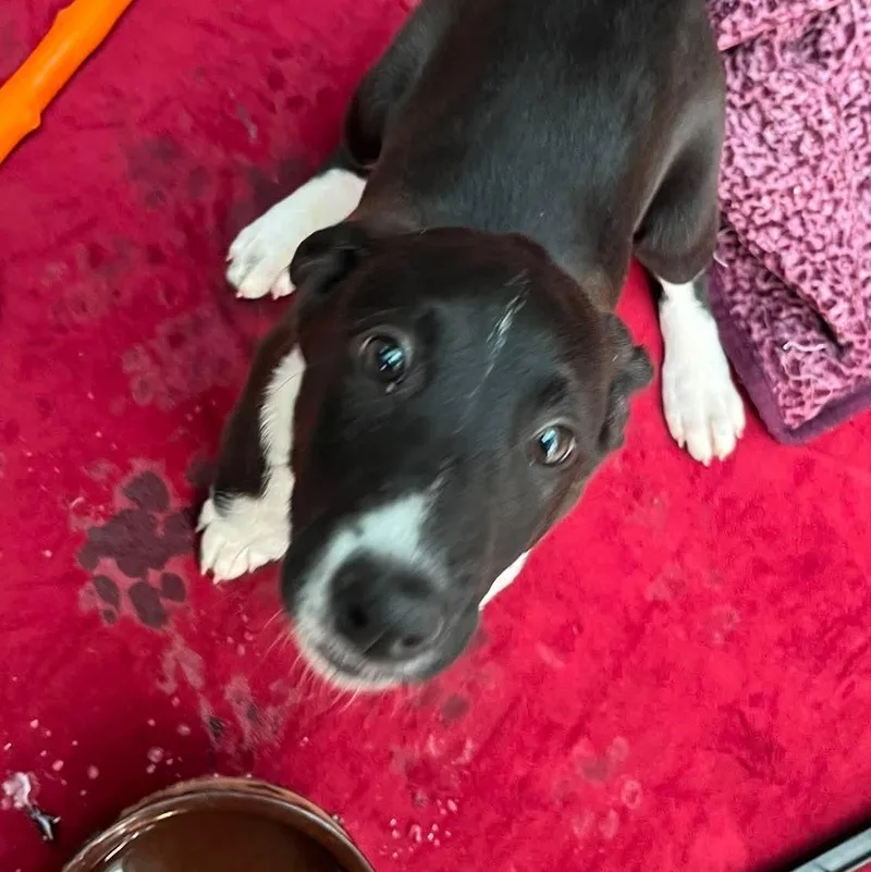 A baby small-sized male Black Mixed Breed dog named Sonny for adoption in Elyria, OH
