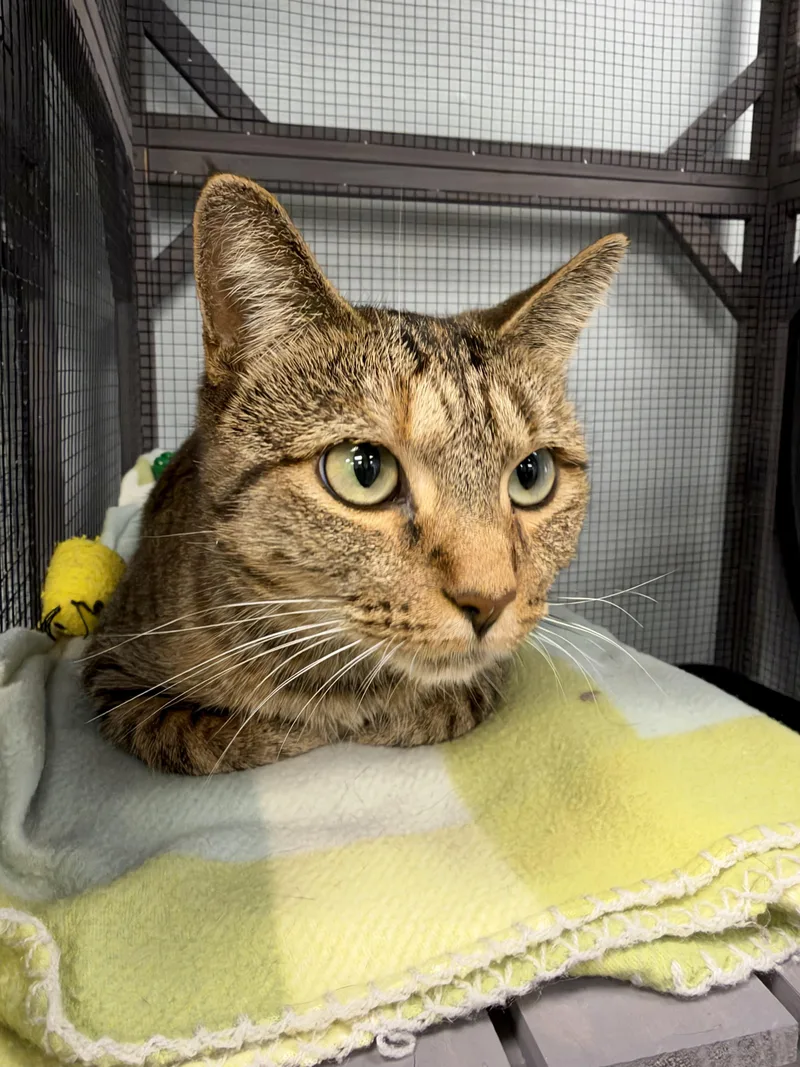 A young medium-sized female Tabby cat named Heddy CHOW HOUND for adoption in Grand Rapids, MI