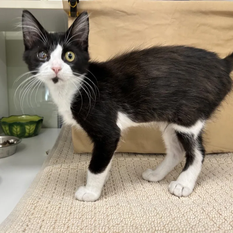 A baby small-sized male Black Domestic Short Hair cat named Jacket for adoption in League City, TX