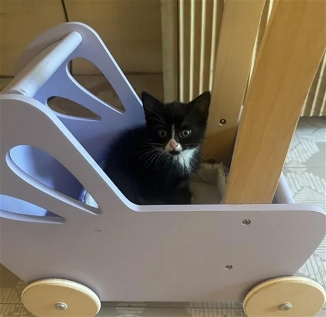 A baby small-sized female Domestic Short Hair cat named Sunny for adoption in Statesville, NC