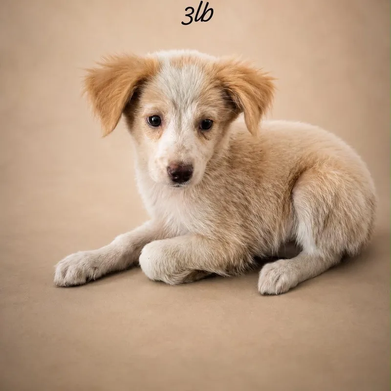 A baby small-sized female White / Cream Border Collie dog named Coco Tator Tots for adoption in New York, NY