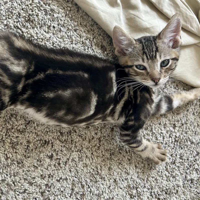 A baby medium-sized male Tabby (Brown / Chocolate) Domestic Short Hair cat named Gus for adoption in Riverside, CA