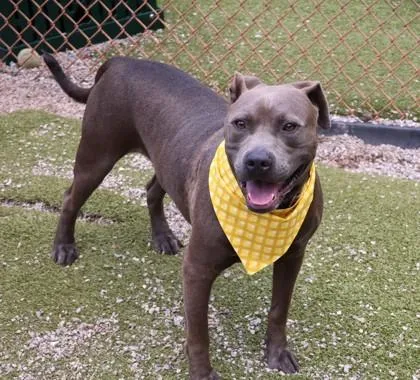 A young large-sized male Mixed Breed dog named Slate for adoption in Athens, GA