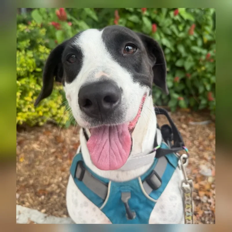 A young medium-sized female Harlequin Bull Terrier dog named Charity for adoption in San Antonio, TX