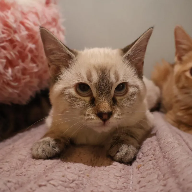 A baby small-sized female Domestic Short Hair cat named Snowy for adoption in Saint Charles, MO