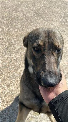 A young medium-sized female German Shepherd Dog dog named A for adoption in Houston, TX