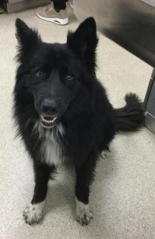 A young small-sized male German Shepherd Dog dog named Nike for adoption in Riverside, CA