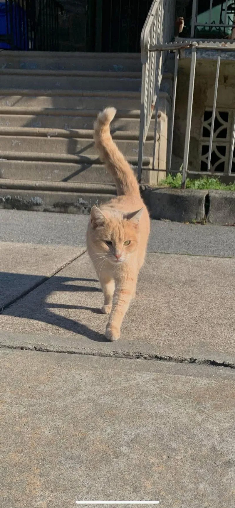 An adult medium-sized female Buff / Tan / Fawn Domestic Medium Hair cat named Belle for adoption in Levittown, PA