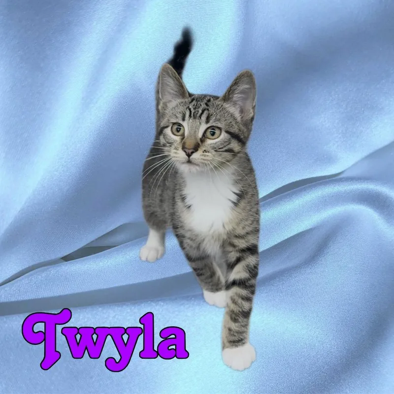 A baby small-sized female Gray / Blue / Silver Domestic Short Hair cat named Twyla for adoption in Union, MO