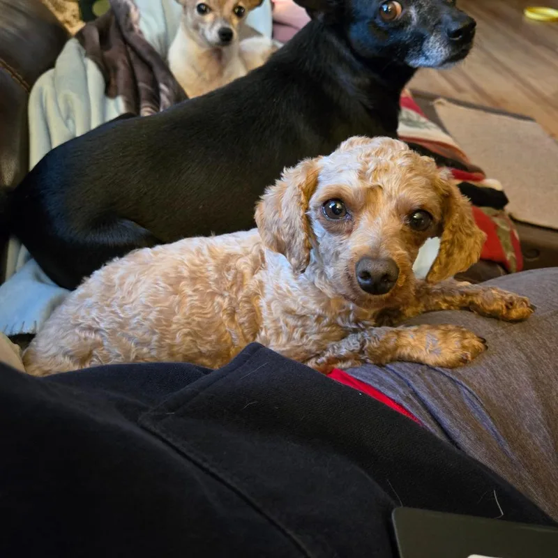 Carmilla thumbnail 2