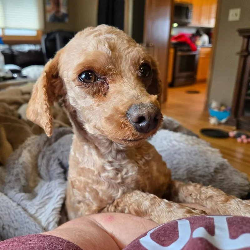 Carmilla thumbnail 3