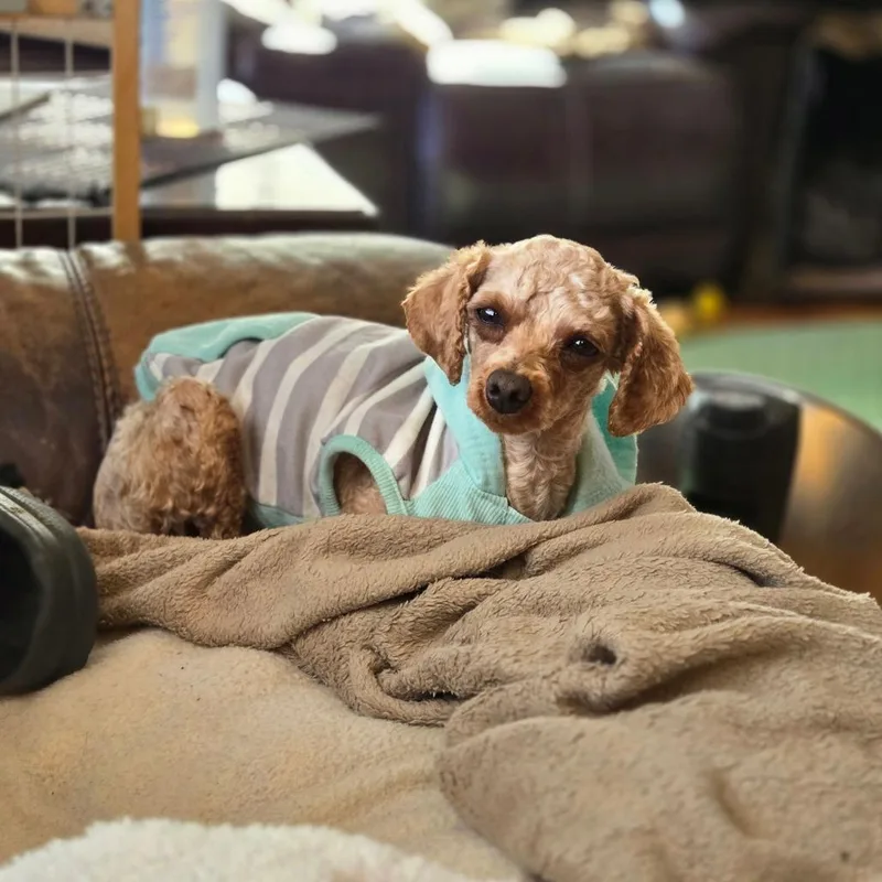 Carmilla thumbnail 4