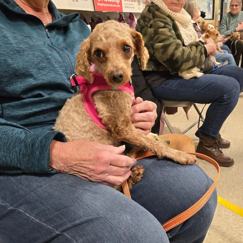 Carmilla thumbnail 5