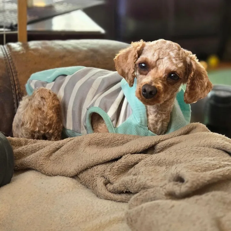 Carmilla thumbnail 6