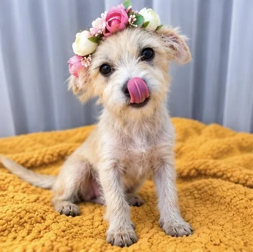 A baby small-sized female White / Cream Yorkshire Terrier dog named Angel for adoption in Foley, AL