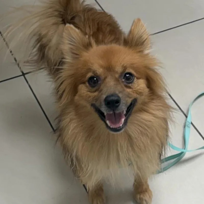 An adult small-sized male Pomeranian dog named Zuko for adoption in Las Vegas, NV