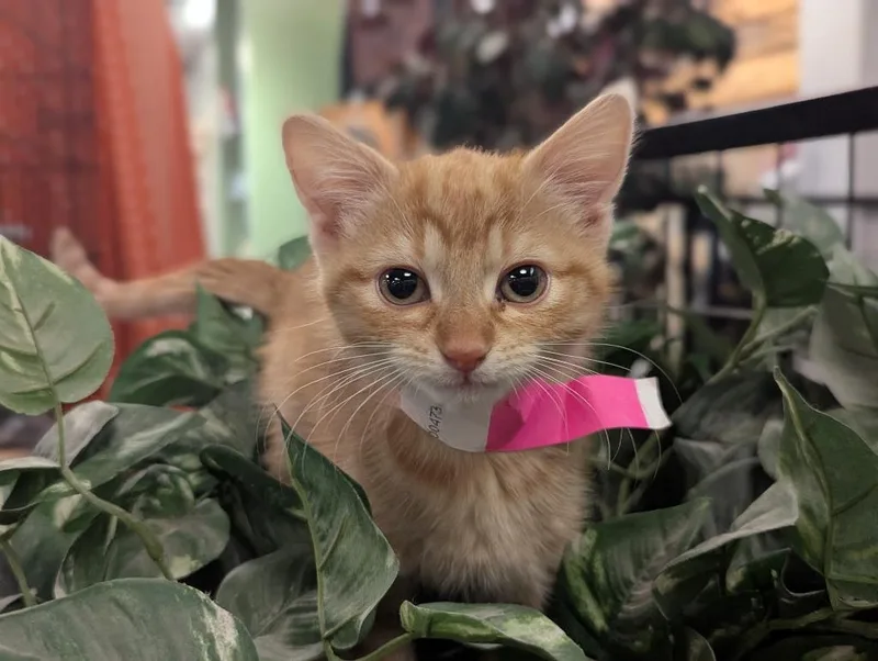 A baby medium-sized female Domestic Short Hair cat named Sassy for adoption in St. Cloud, MN