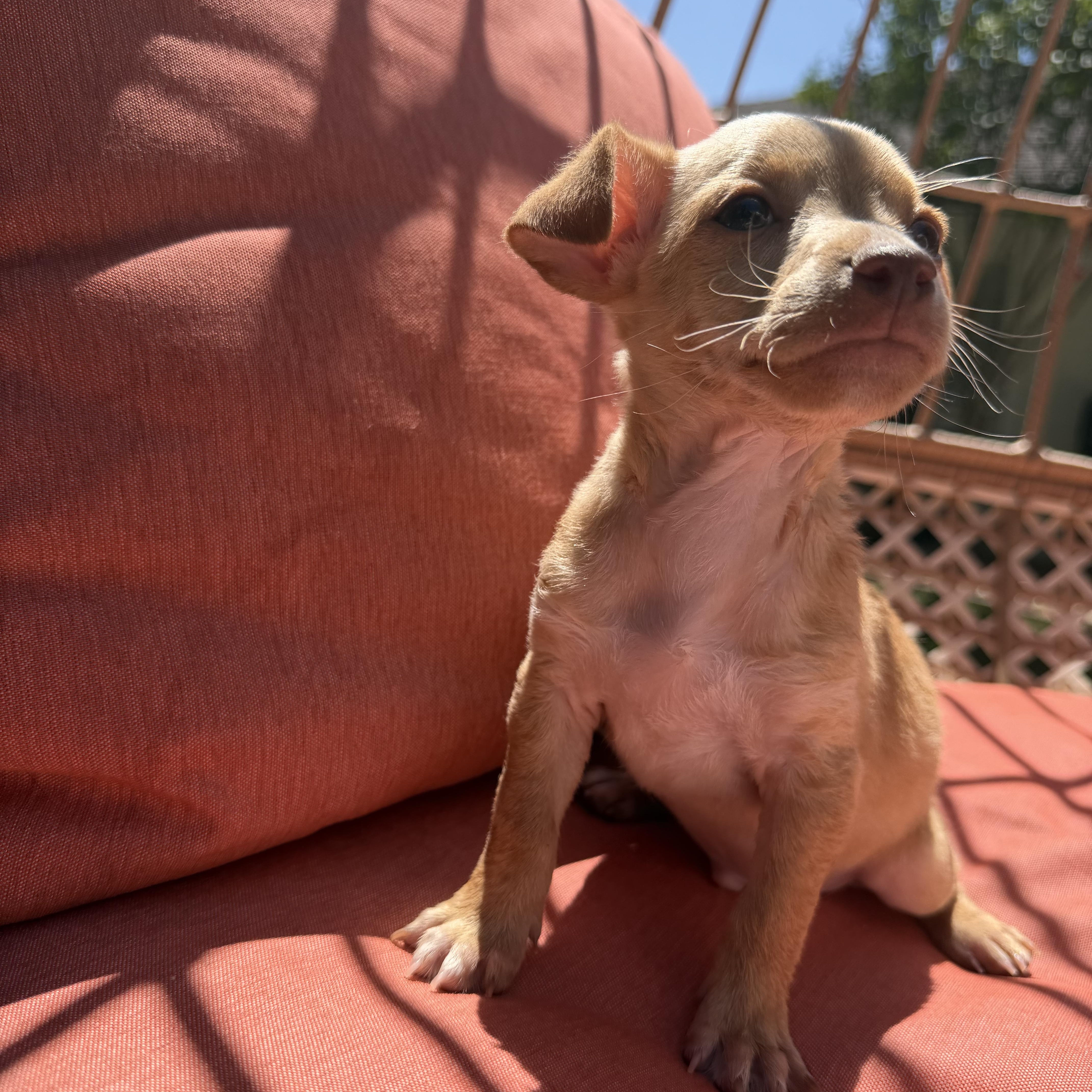 A baby small-sized male Apricot / Beige Chihuahua dog named Lentil for adoption in Redlands , CA