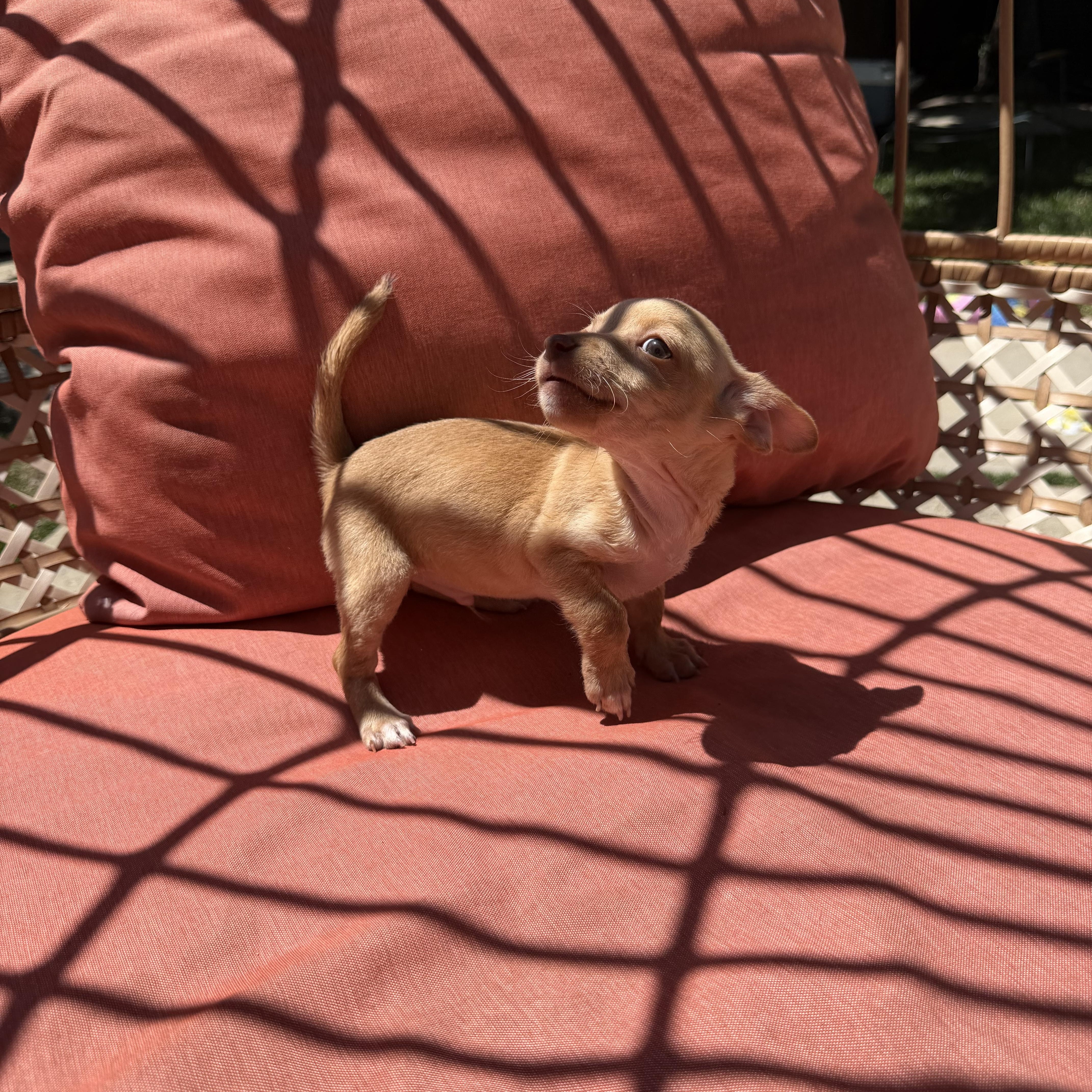 Lentil thumbnail 2