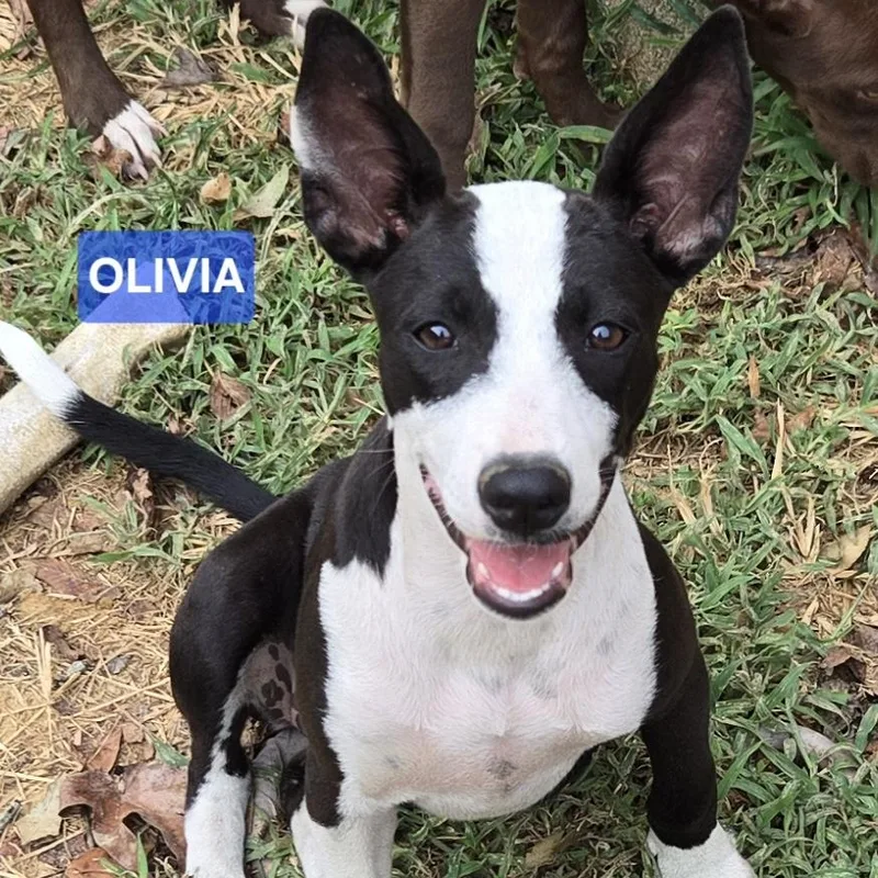 Olivia