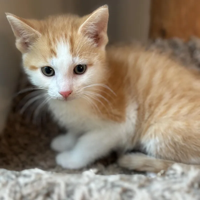 A baby small-sized male Orange / Red Domestic Short Hair cat named Subalicious for adoption in Eaton Rapids, MI