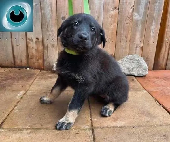 A baby small-sized female Mixed Breed dog named Umbreon for adoption in Milton, DE