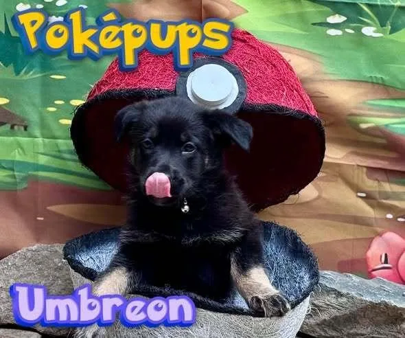 Umbreon thumbnail 2