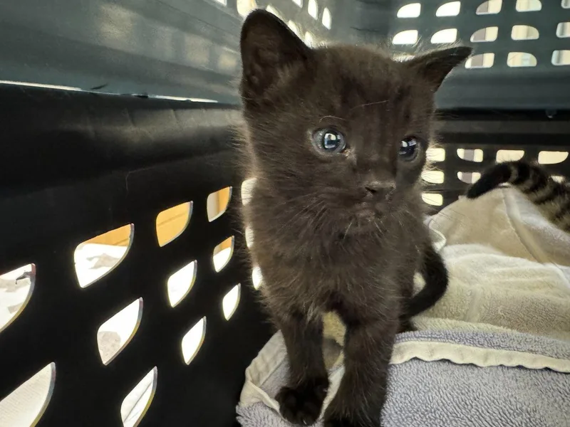 A baby small-sized male Black Domestic Short Hair cat named Terraria for adoption in Raleigh, NC