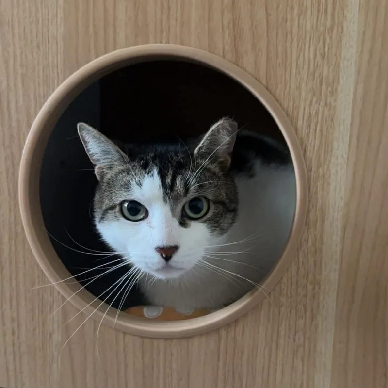 A young medium-sized male Gray & White Domestic Short Hair cat named Dusty for adoption in Forest Hills, NY