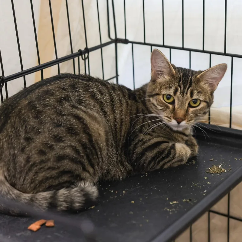 A young medium-sized female Brown / Chocolate Domestic Short Hair cat named Rita for adoption in Los Angeles, CA
