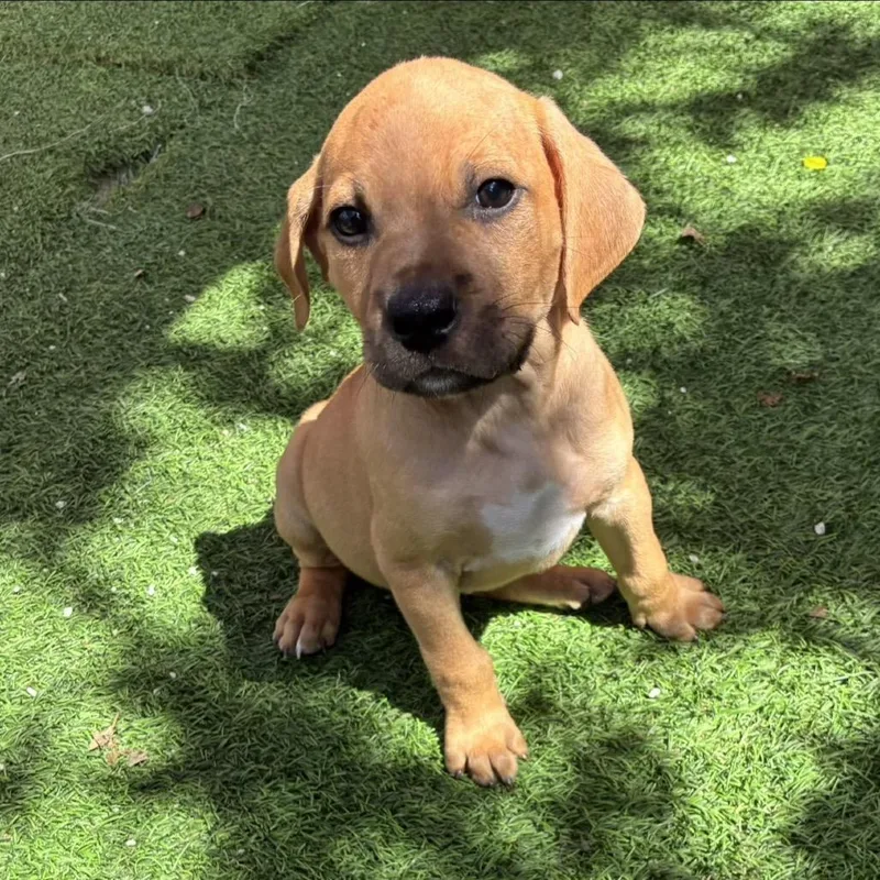 Levi
