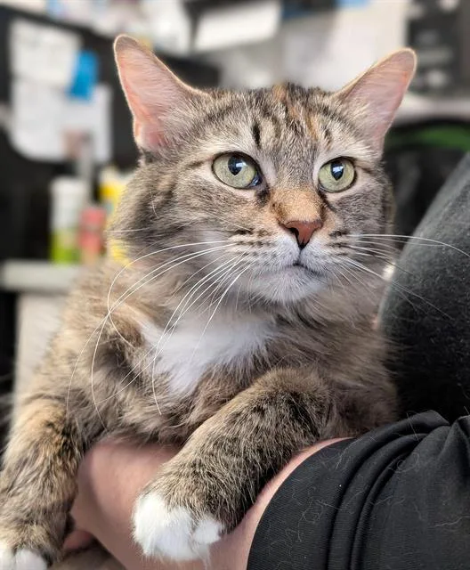 A young medium-sized female Domestic Long Hair cat named Melon for adoption in Canfield, OH
