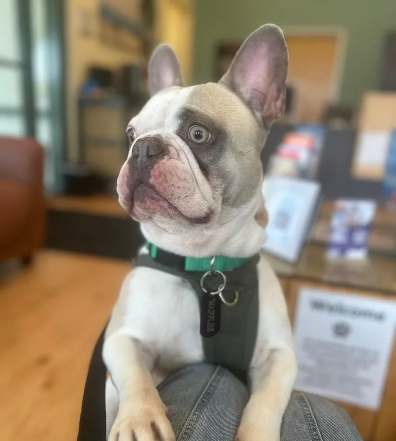 An adult small-sized male French Bulldog dog named Waffles for adoption in modesto, CA