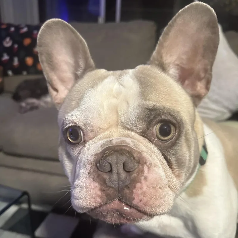 Waffles thumbnail 3