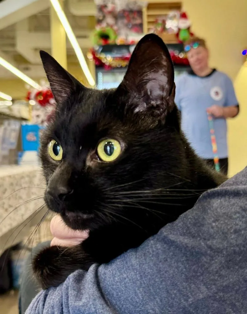 Wilford Brimley thumbnail 2