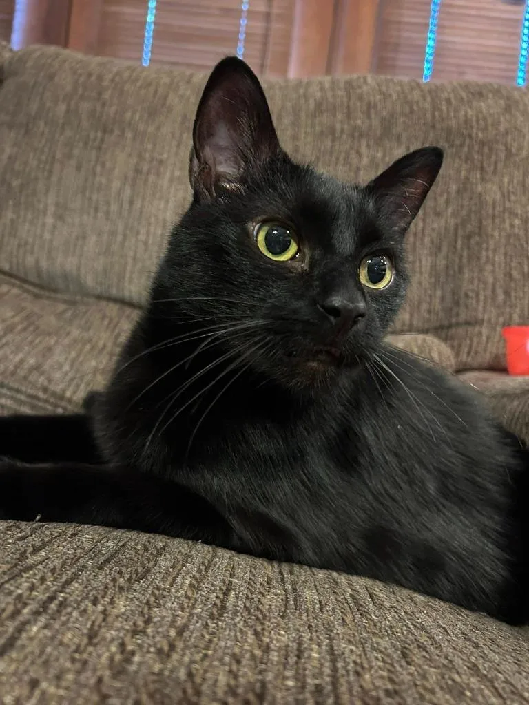 Wilford Brimley thumbnail 3