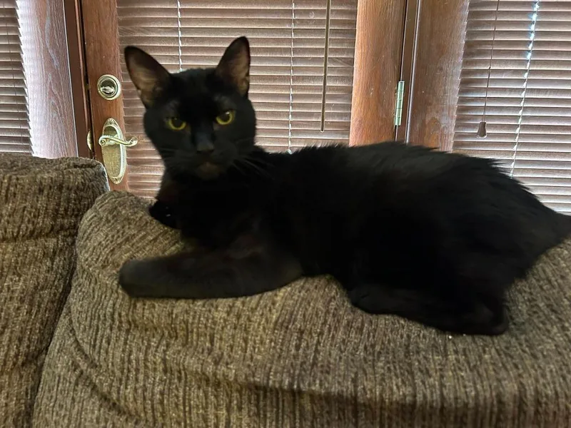 Wilford Brimley thumbnail 4